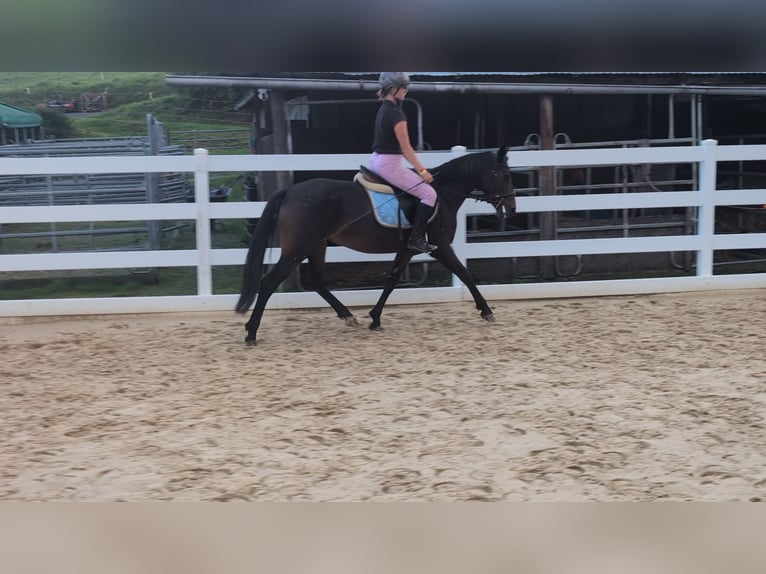 Connemara Stute 4 Jahre 145 cm Brauner in Morsbach