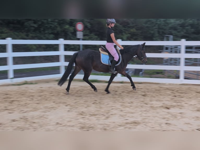 Connemara Stute 4 Jahre 145 cm Brauner in Morsbach