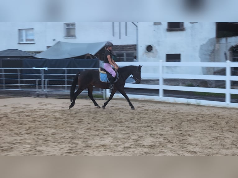 Connemara Stute 4 Jahre 145 cm Brauner in Morsbach