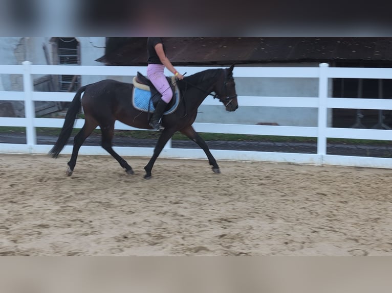 Connemara Stute 4 Jahre 145 cm Brauner in Morsbach