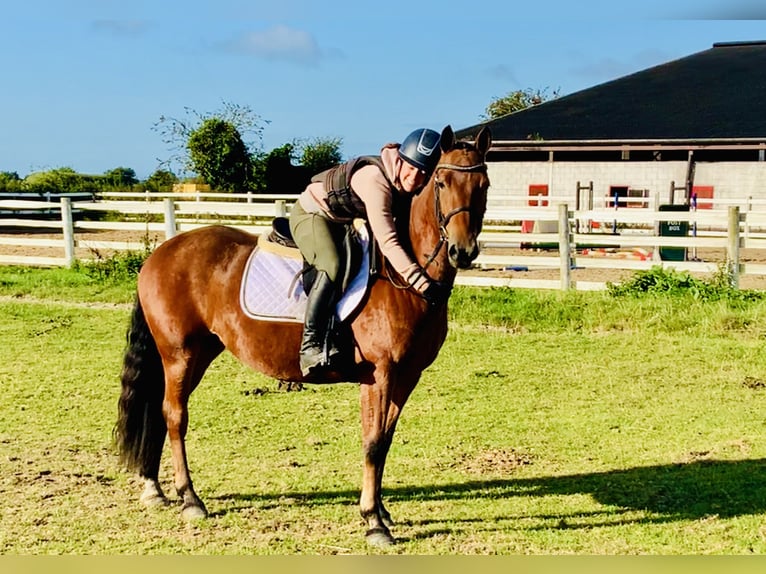 Connemara Stute 4 Jahre 145 cm Brauner in Mountrath