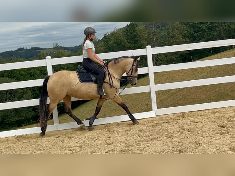 Connemara Stute 4 Jahre 145 cm Falbe in Morsbach