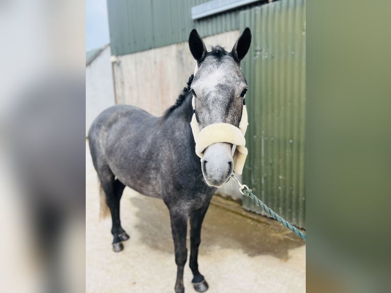 Connemara Stute 4 Jahre 145 cm Rappschimmel in Sligo
