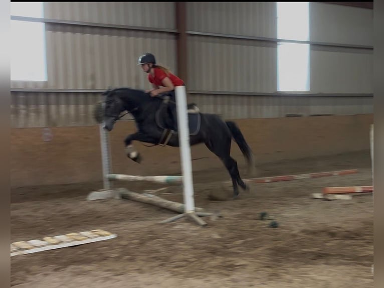 Connemara Stute 4 Jahre 145 cm Rappschimmel in Sligo