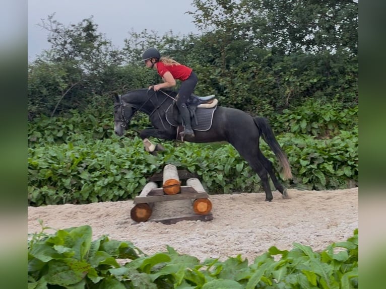 Connemara Stute 4 Jahre 145 cm Rappschimmel in Sligo