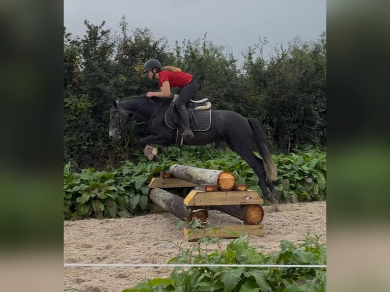 Connemara Stute 4 Jahre 145 cm Rappschimmel in Sligo