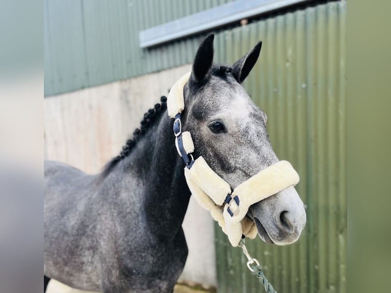 Connemara Stute 4 Jahre 145 cm Rappschimmel in Sligo