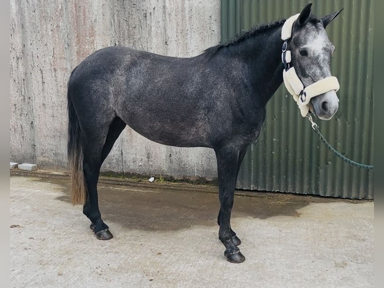 Connemara Stute 4 Jahre 145 cm Rappschimmel in Sligo