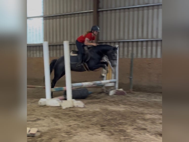 Connemara Stute 4 Jahre 145 cm Rappschimmel in Sligo