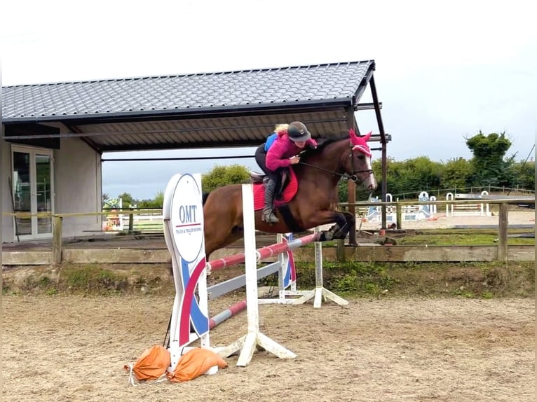 Connemara Stute 4 Jahre 145 cm Rotbrauner in Mountrath, Co. Laois