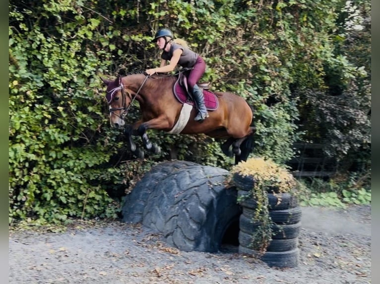 Connemara Stute 4 Jahre 145 cm Rotbrauner in Mountrath, Co. Laois