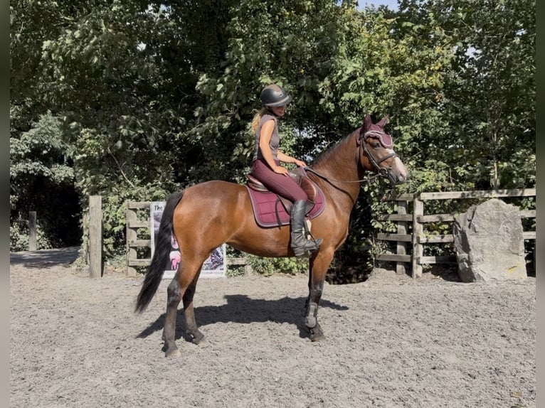 Connemara Stute 4 Jahre 145 cm Rotbrauner in Mountrath, Co. Laois