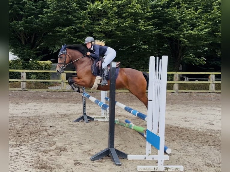 Connemara Stute 4 Jahre 145 cm Rotbrauner in Mountrath, Co. Laois