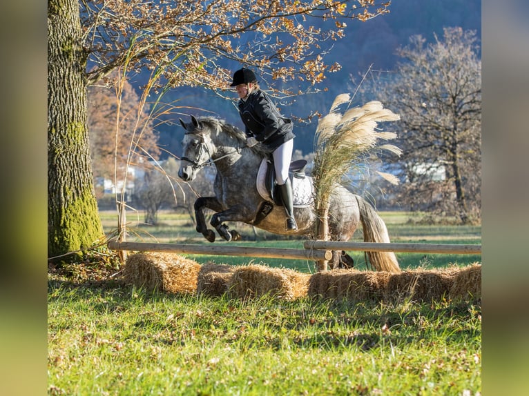 Connemara Stute 4 Jahre 145 cm Schimmel in Kirchbichl