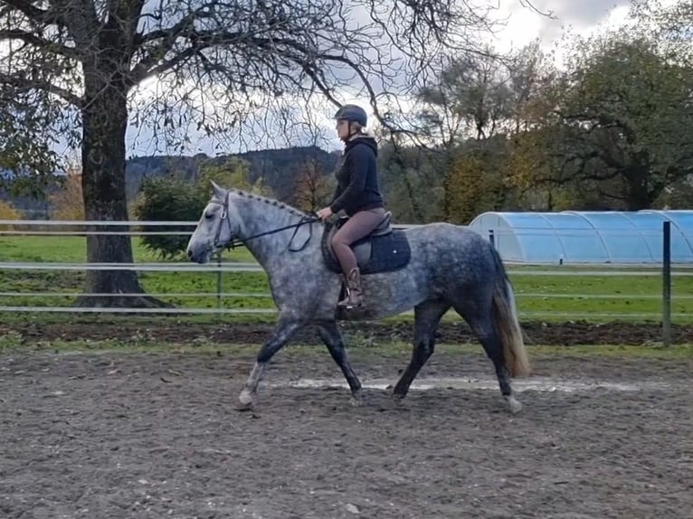 Connemara Stute 4 Jahre 145 cm Schimmel in Kirchbichl