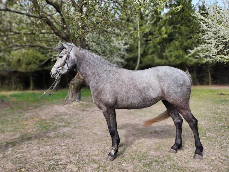 Connemara Stute 4 Jahre 145 cm Schimmel in Śrem
