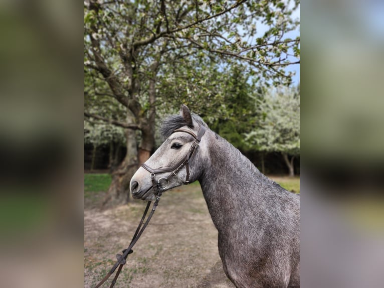 Connemara Stute 4 Jahre 145 cm Schimmel in Śrem
