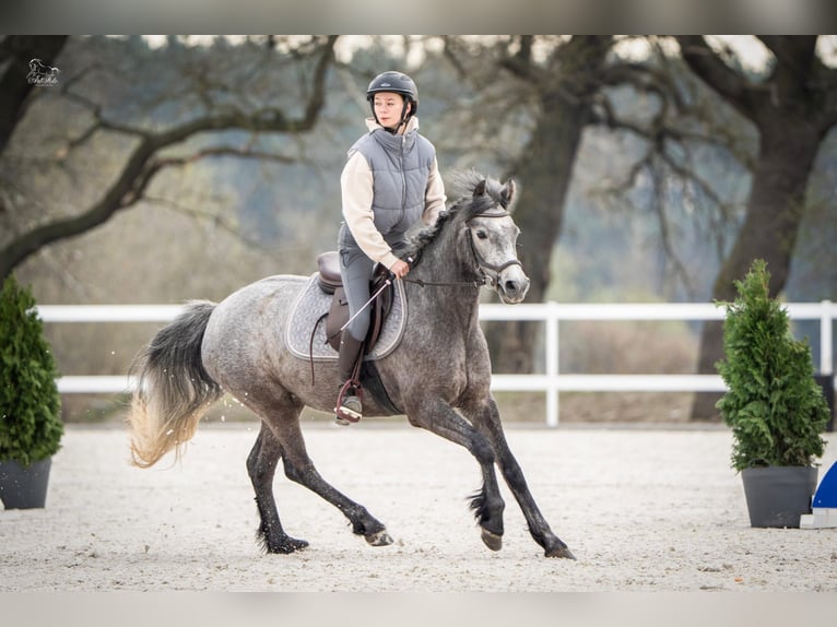 Connemara Stute 4 Jahre 145 cm Schimmel in Śrem