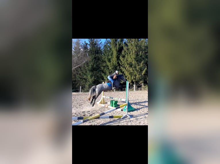 Connemara Stute 4 Jahre 145 cm Schimmel in Śrem