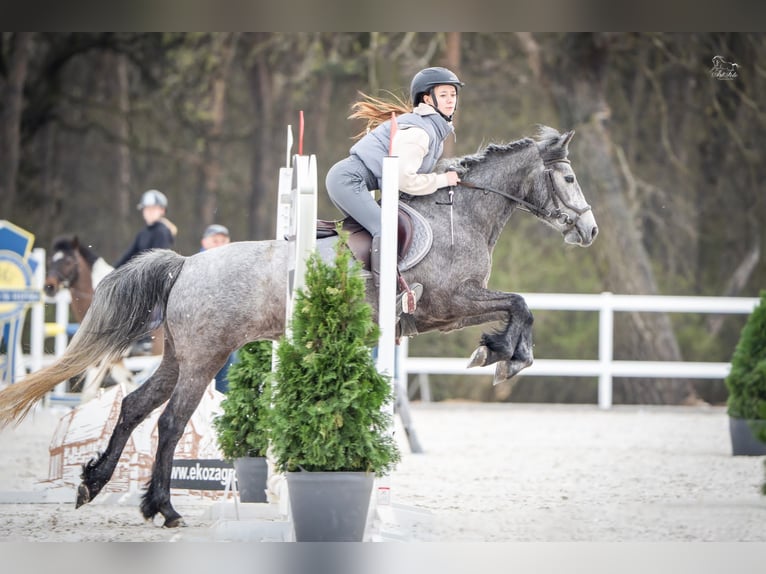 Connemara Stute 4 Jahre 145 cm Schimmel in Śrem