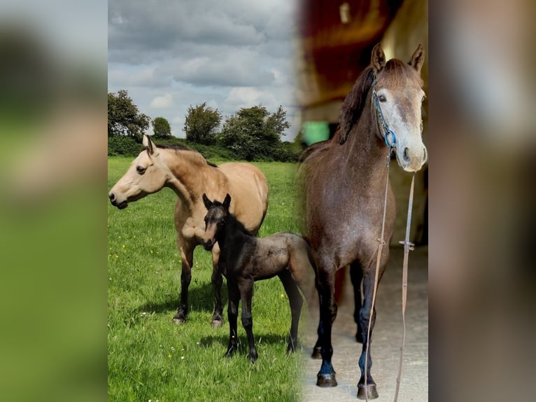 Connemara Stute 4 Jahre 145 cm Schimmel in Szymanowo
