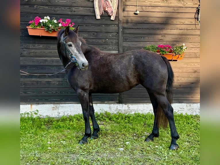 Connemara Stute 4 Jahre 145 cm Schimmel in Szymanowo