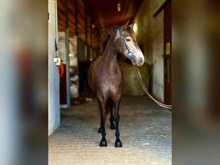Connemara Stute 4 Jahre 145 cm Schimmel in Szymanowo