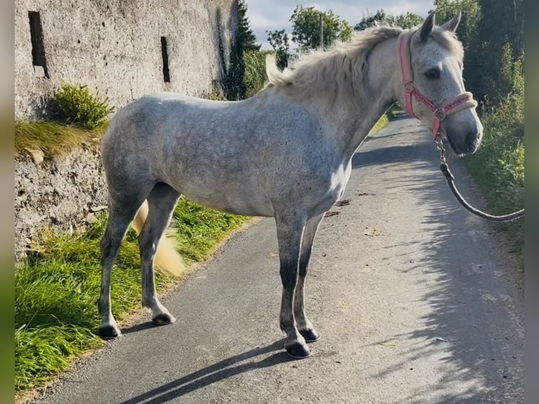 Connemara Stute 4 Jahre 145 cm Schimmel in Sligo