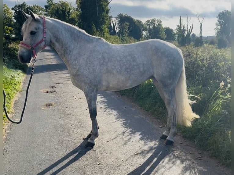 Connemara Stute 4 Jahre 145 cm Schimmel in Sligo