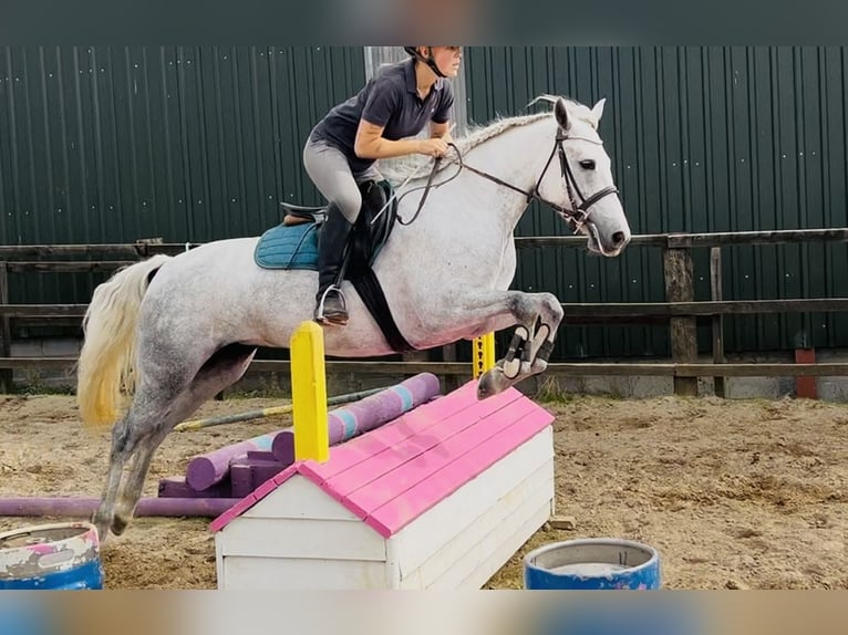 Connemara Stute 4 Jahre 145 cm Schimmel in Sligo
