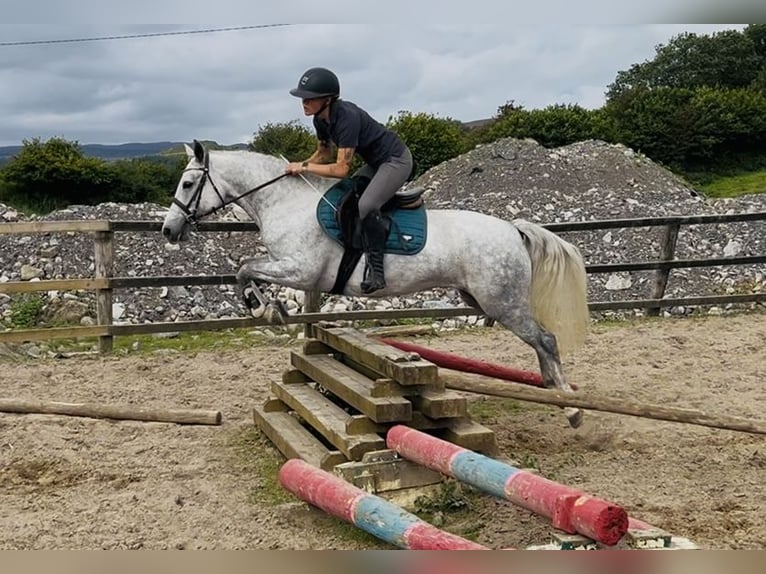 Connemara Stute 4 Jahre 145 cm Schimmel in Sligo