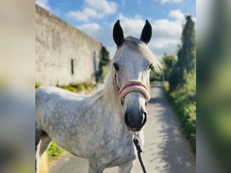 Connemara Stute 4 Jahre 145 cm Schimmel in Sligo