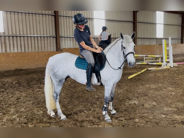 Connemara Stute 4 Jahre 145 cm Schimmel in Sligo