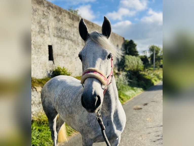 Connemara Stute 4 Jahre 145 cm Schimmel in Sligo