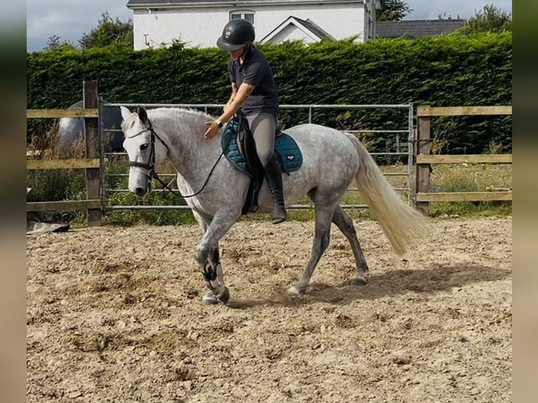 Connemara Stute 4 Jahre 145 cm Schimmel in Sligo