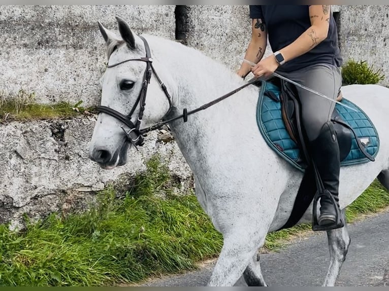 Connemara Stute 4 Jahre 145 cm Schimmel in Sligo