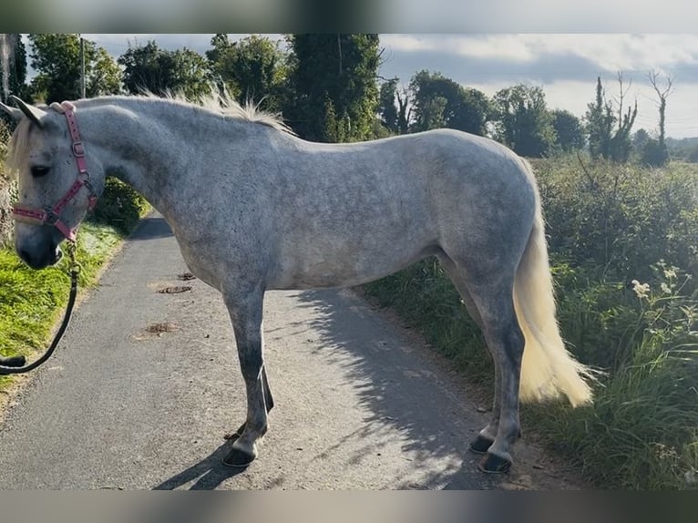 Connemara Stute 4 Jahre 145 cm Schimmel in Sligo