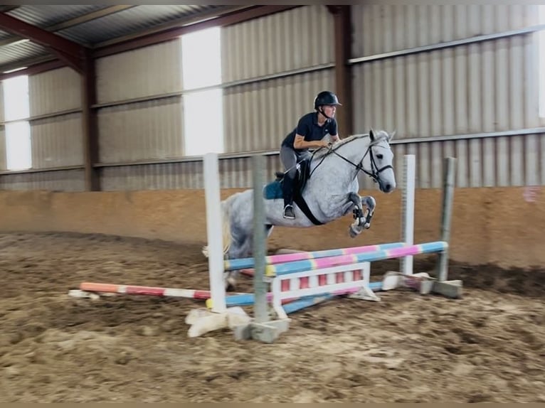 Connemara Stute 4 Jahre 145 cm Schimmel in Sligo