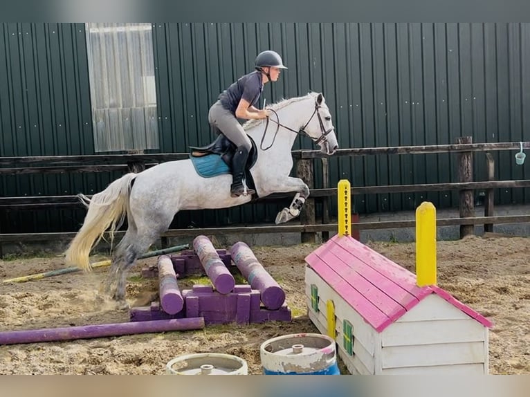 Connemara Stute 4 Jahre 145 cm Schimmel in Sligo