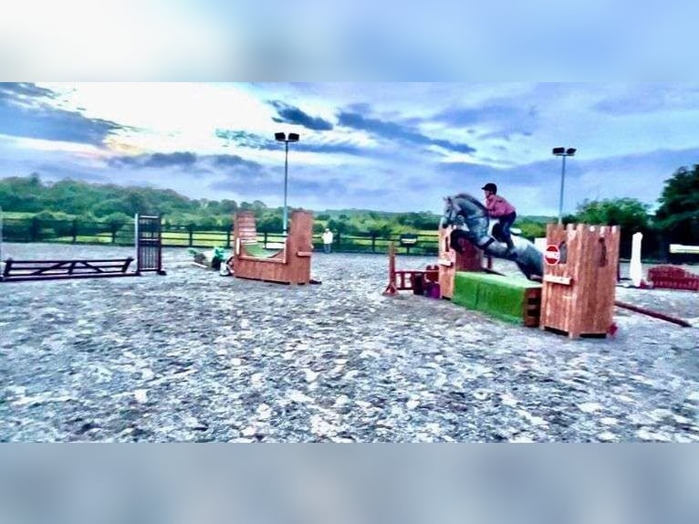 Connemara Stute 4 Jahre 146 cm Apfelschimmel in Sligo