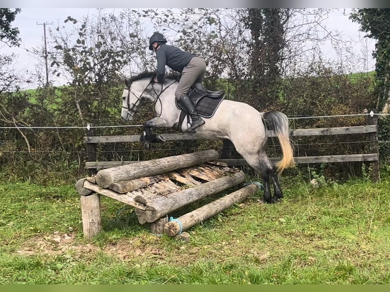 Connemara Stute 4 Jahre 146 cm Apfelschimmel in Morsbach