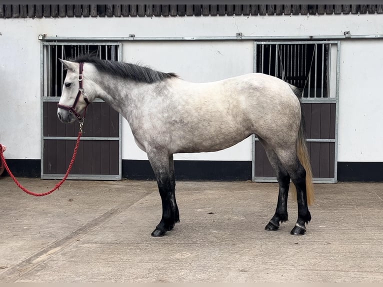 Connemara Stute 4 Jahre 146 cm Apfelschimmel in Morsbach