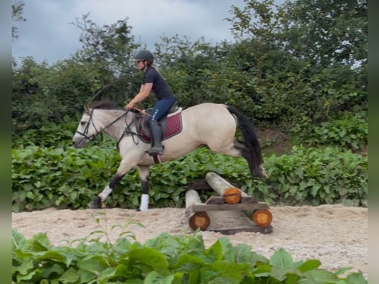 Connemara Stute 4 Jahre 146 cm Falbe in Sligo