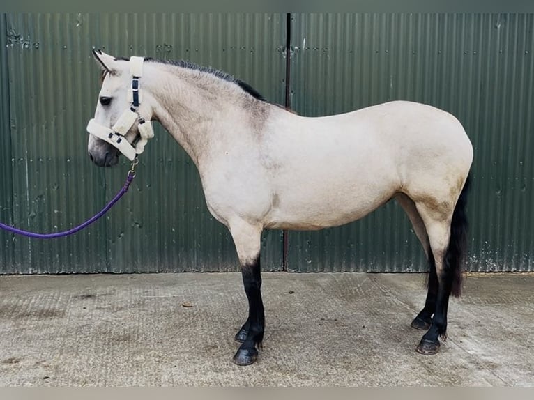 Connemara Stute 4 Jahre 146 cm Falbe in Sligo