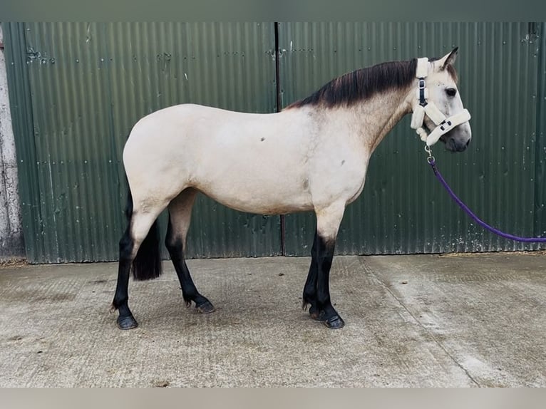 Connemara Stute 4 Jahre 146 cm Falbe in Sligo