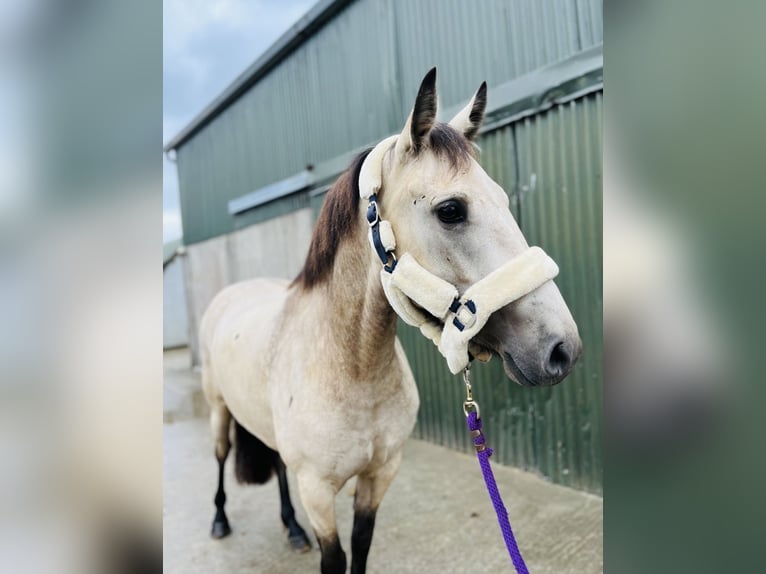 Connemara Stute 4 Jahre 146 cm Falbe in Sligo