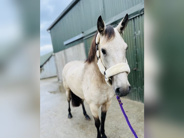 Connemara Stute 4 Jahre 146 cm Falbe in Sligo