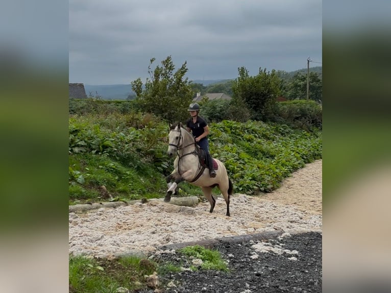 Connemara Stute 4 Jahre 146 cm Falbe in Sligo