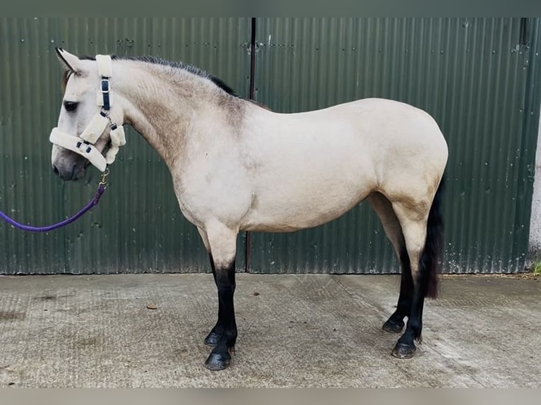 Connemara Stute 4 Jahre 146 cm Falbe in Sligo