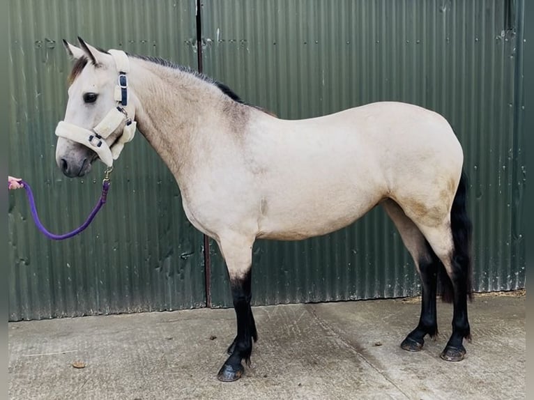 Connemara Stute 4 Jahre 146 cm Falbe in Sligo